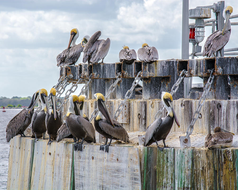 Pelicans of Mayport Photograph by Valerie Cason