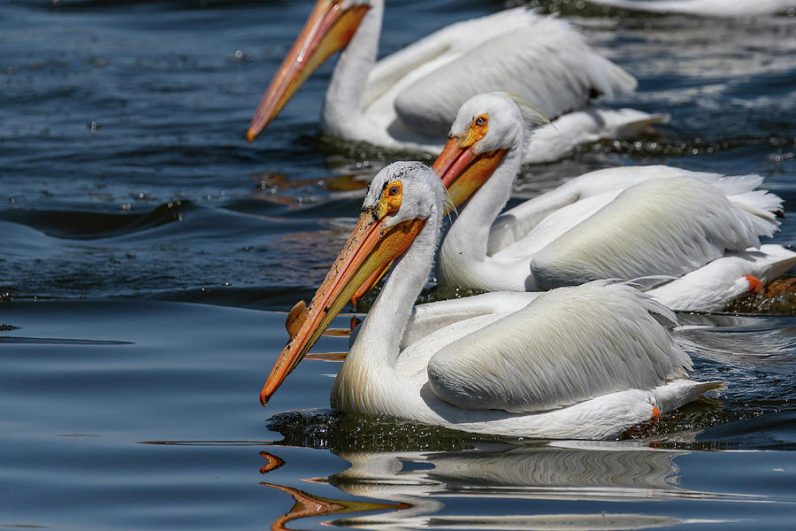 Pelicans on a Pond Photograph by Tony Hake - Pixels