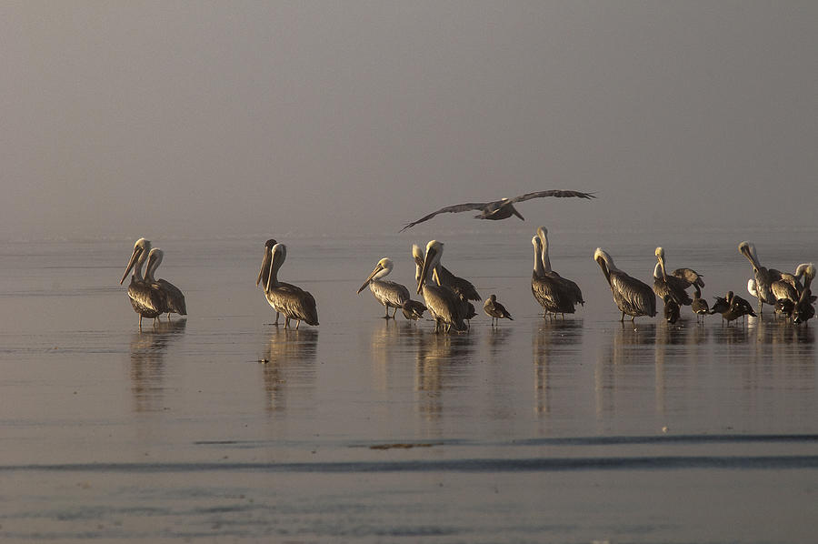 Pelicans on Beach Photograph by Robert Potts