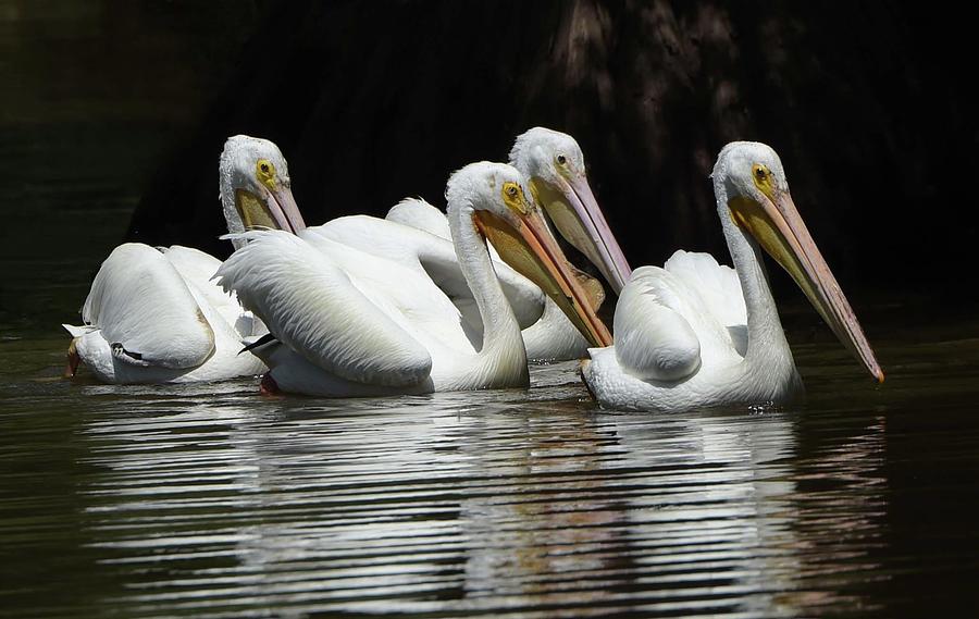 Nature Photograph - Pelicans on Cross Lake by Dot Rambin