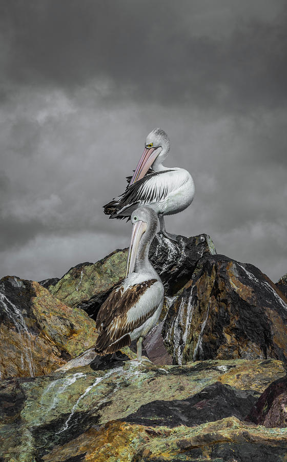 Pelicans On Rocks Photograph
