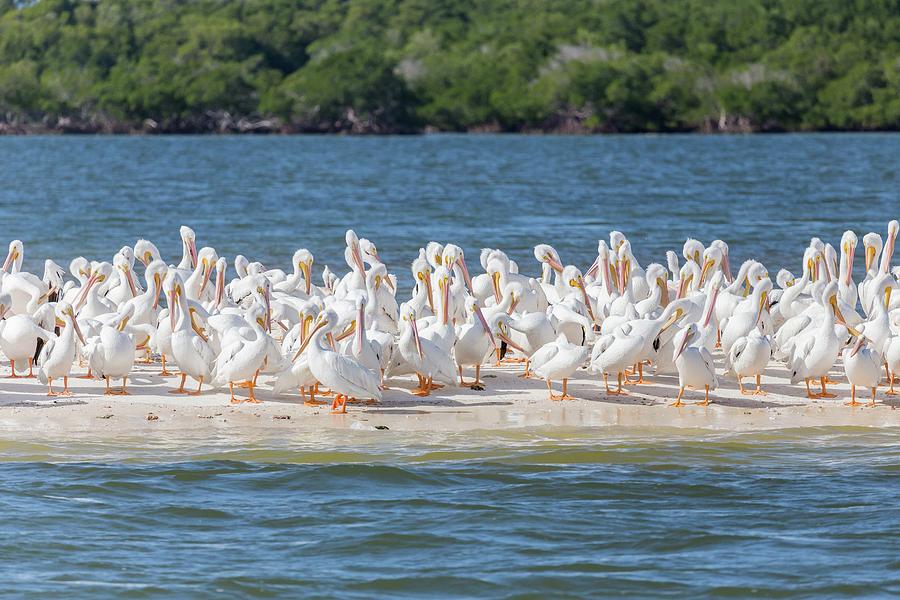 Pelicans on Sandbar Photograph by Paul Schultz