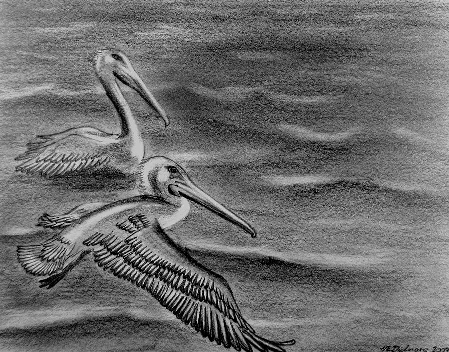 Pelicans on the Chesapeake Drawing by Vic Delnore