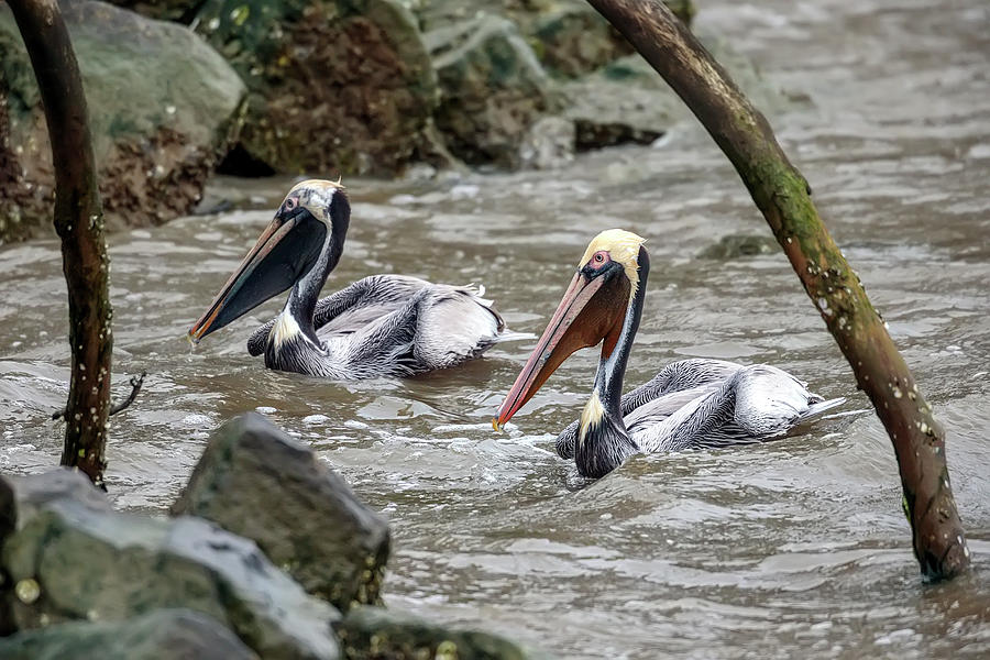 Pelicans on the James Photograph by Glenn Woodell