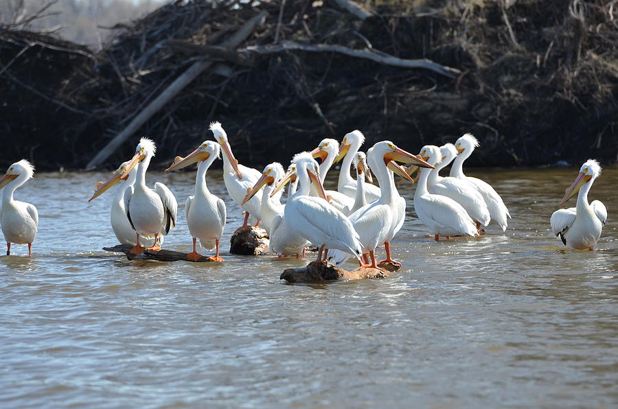 Pelicans on the River Photograph by Tammy Mutka - Fine Art America