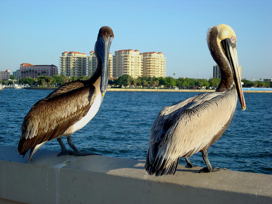 Pelicans on the Wall Photograph by Julie Pappas