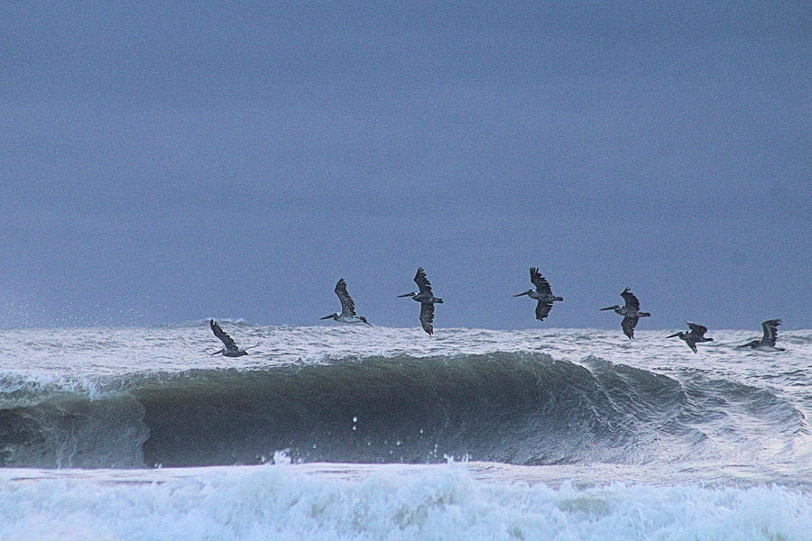 Pelicans Over A Wave Photograph by Robert Banach
