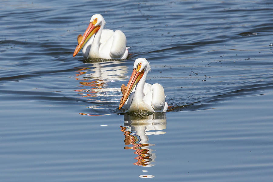 Pelicans Play Follow the Leader Photograph by Tony Hake