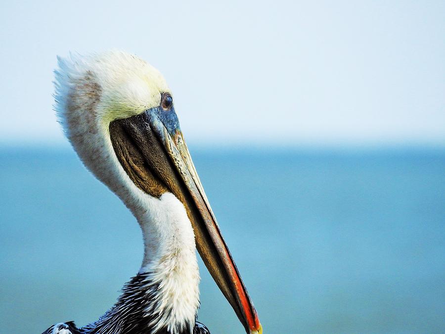 Pelicans Profile Photograph by Jan Gelders