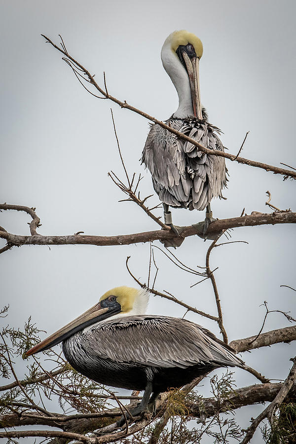 Pelicans Roosting Photograph by Paul Freidlund