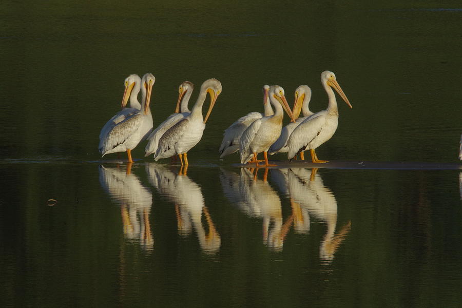 Pelicans shore side Photograph by Jeff Swan