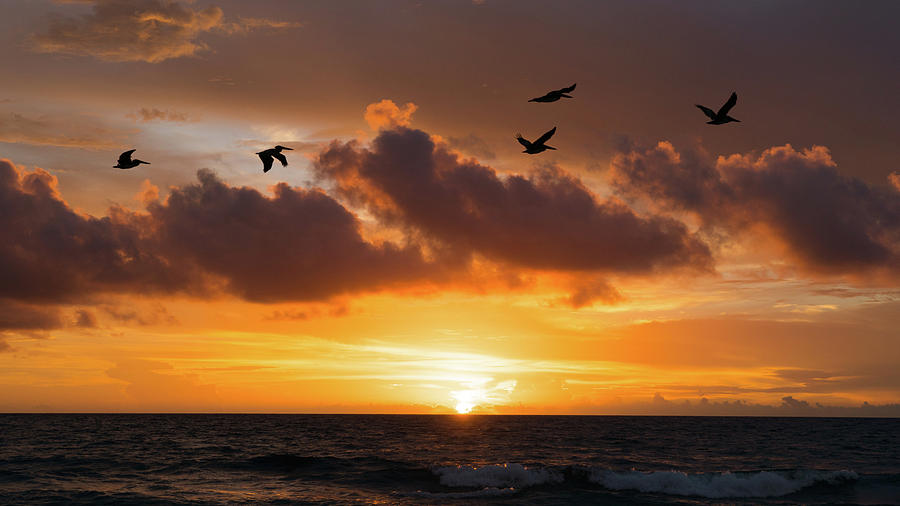 Pelicans Soar at Sunrise Delray Beach, Florida Photograph by Lawrence S Richardson Jr