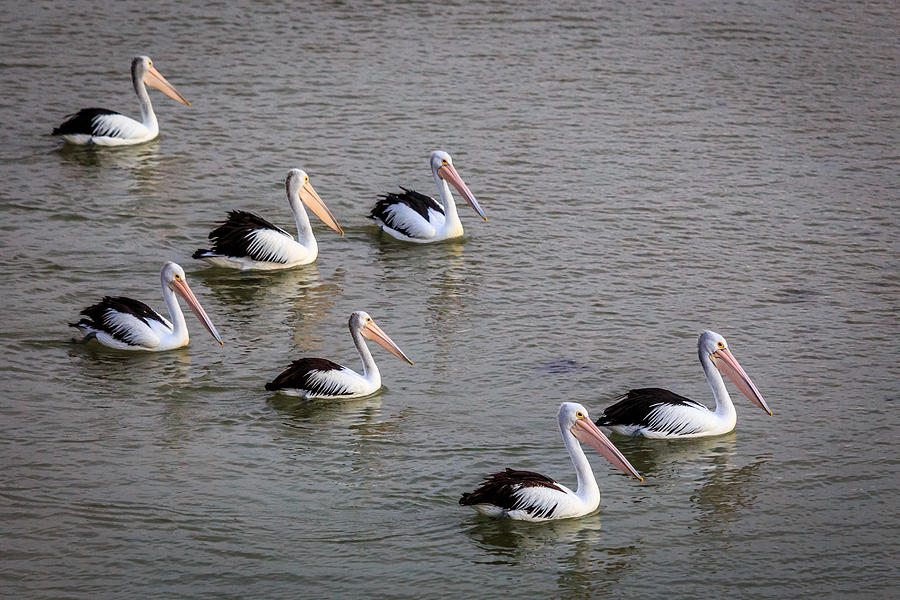 Pelicans Swimming Photograph by Robert Caddy