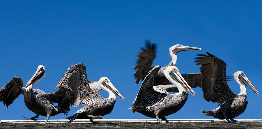 Wildlife Photograph - Pelicans take flight by Mal Bray