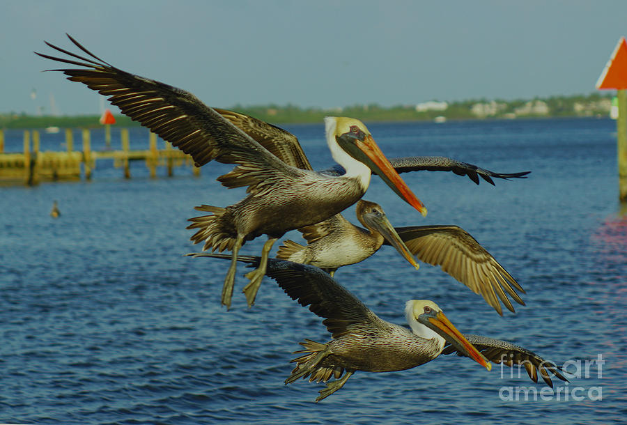 Pelicans Three Amigos Photograph by Larry Nieland