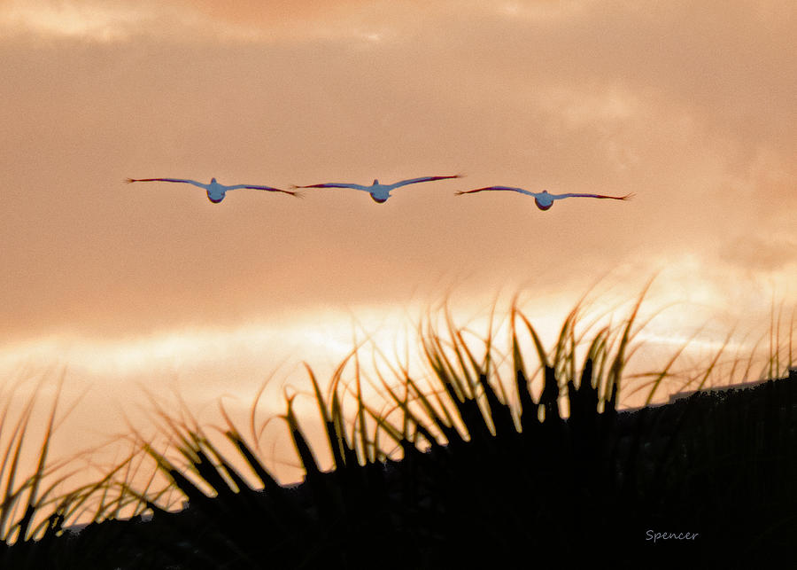 Pelicans Three Photograph by T Guy Spencer
