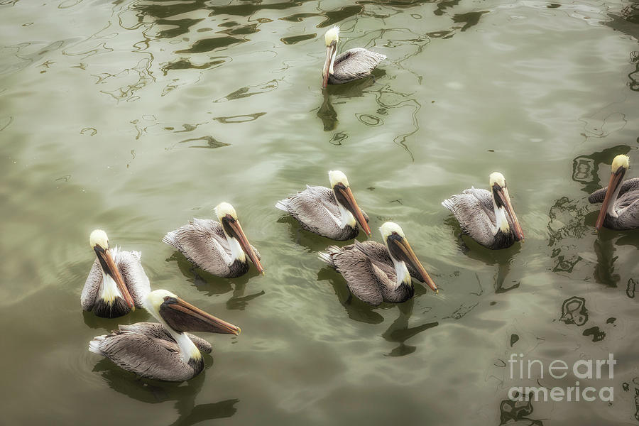 Pelicans Photograph by Timothy Hacker