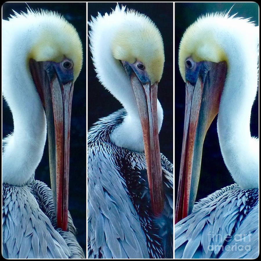Pelicans Turn  Photograph by Susan Garren