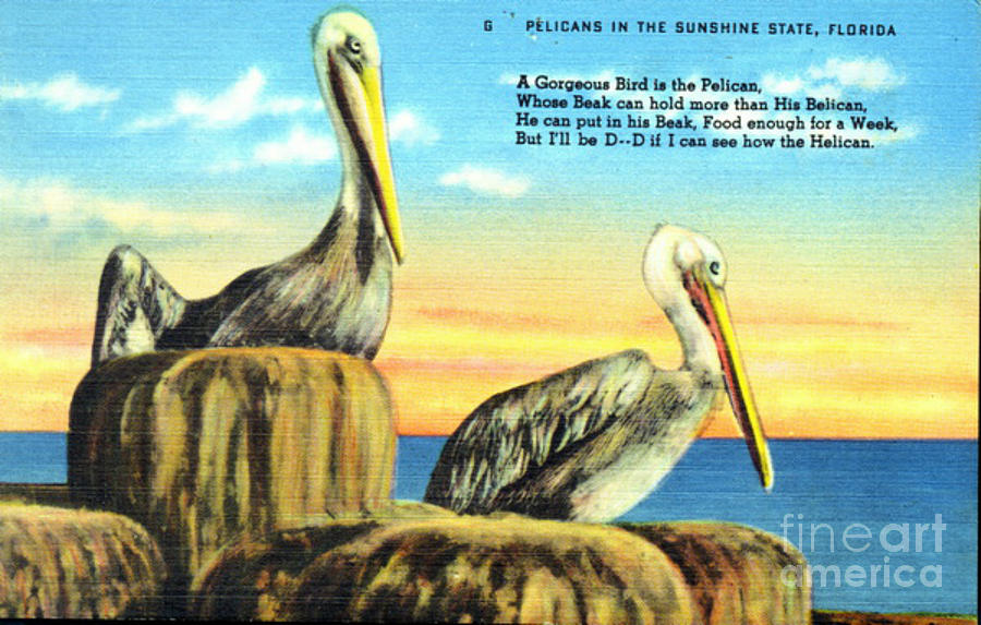 Pelicans Vintage Postcard Digital Art