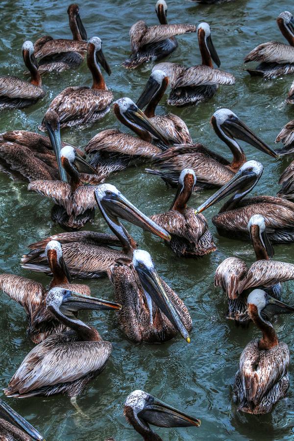 Pelicans Wait For Left Overs  Photograph by Carol Montoya