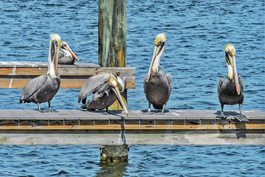 Pelicans Waiting for Their Ship to Come In Photograph by Bob Slitzan
