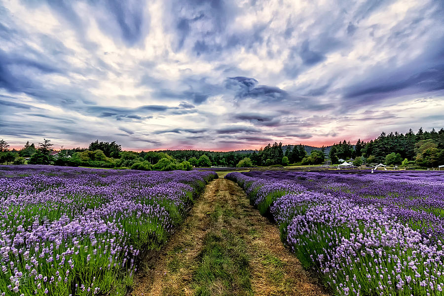Pelindaba Lavender Farm Photograph by Thomas Ashcraft