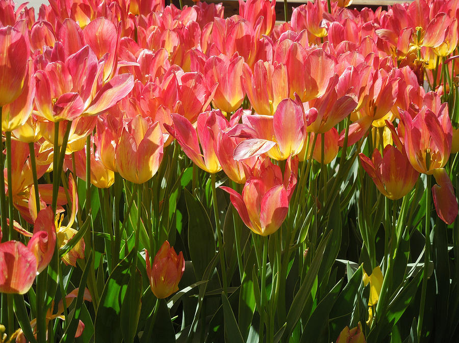 Pella Tulips Yellow Pink by Peg Toliver Pella Tulips Yellow Pink by Peg Toliver