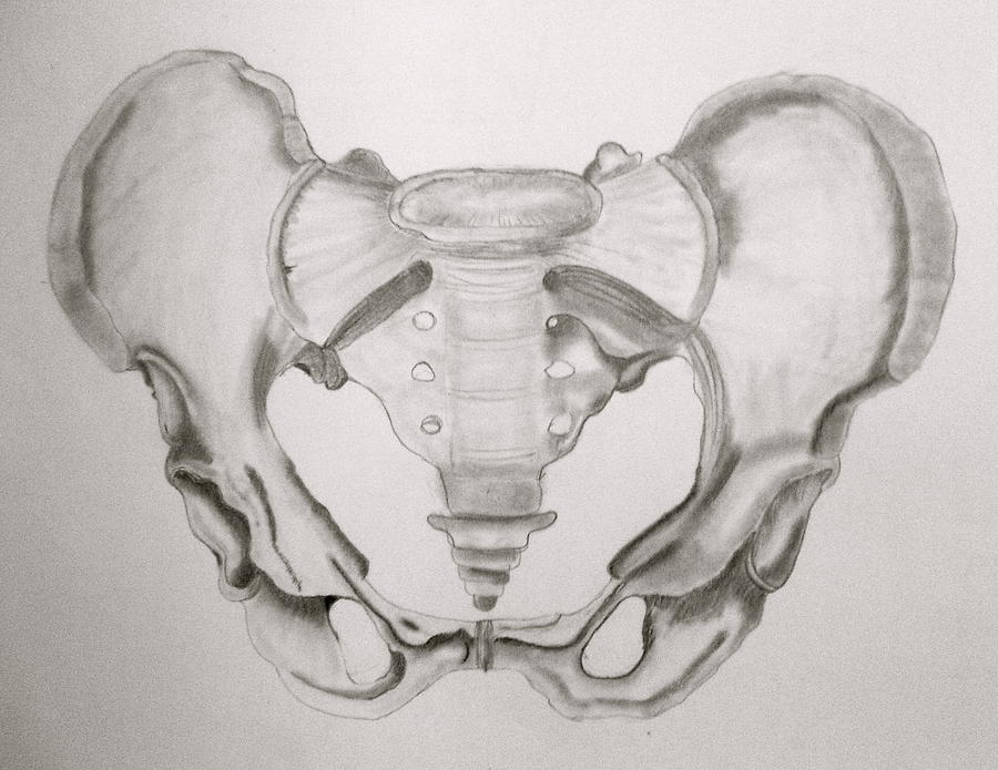 Pelvis Drawing by Ashley Benke