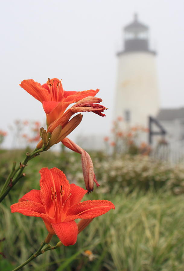 Pemaquid Point Lighthouse and Day Lilies Photograph by John Burk