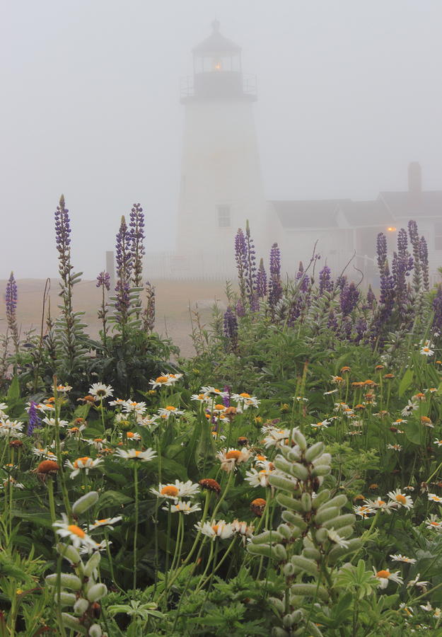 Pemaquid Point Lighthouse Lupines and Flowers in Fog Photograph by John Burk