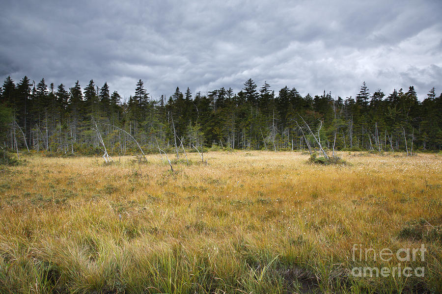 Pemigewasset Wilderness - Lincoln New Hampshire USA Photograph by Erin Paul Donovan