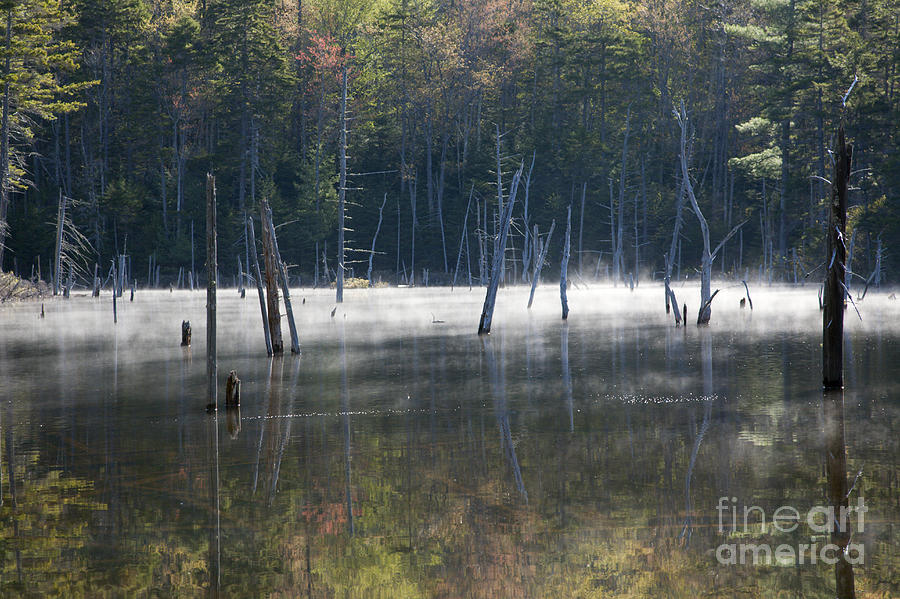 Pemigewasset Wilderness - White Mountains New Hampshire USA Photograph by Erin Paul Donovan