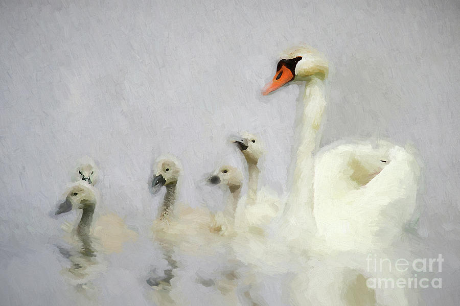 Pen and her Cygnets Photograph by Darren Fisher