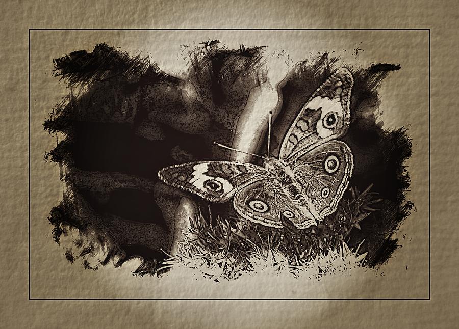 Pen and Ink Fall Butterfly Photograph by Karen McKenzie McAdoo