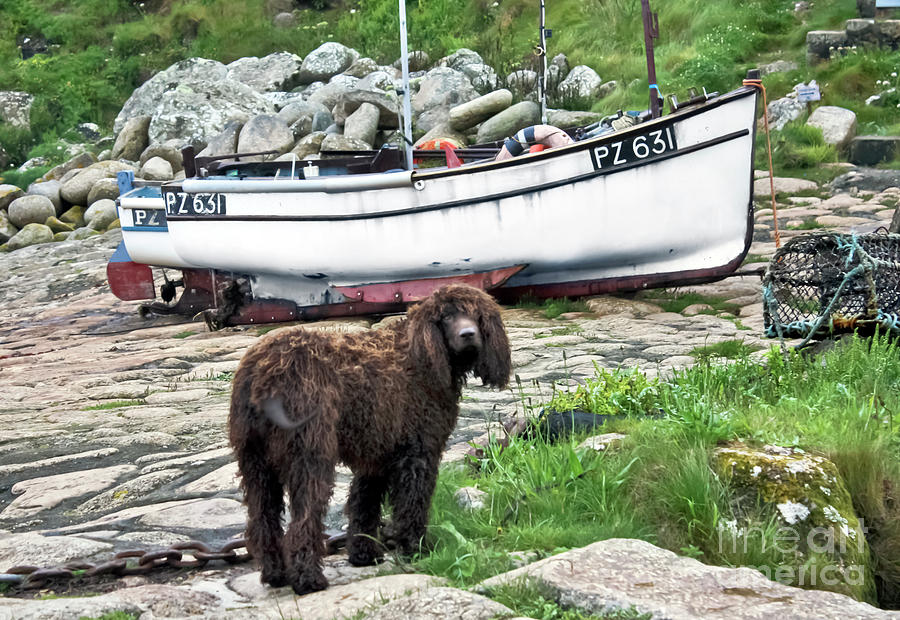 Penberth Pooch Photograph by Terri Waters