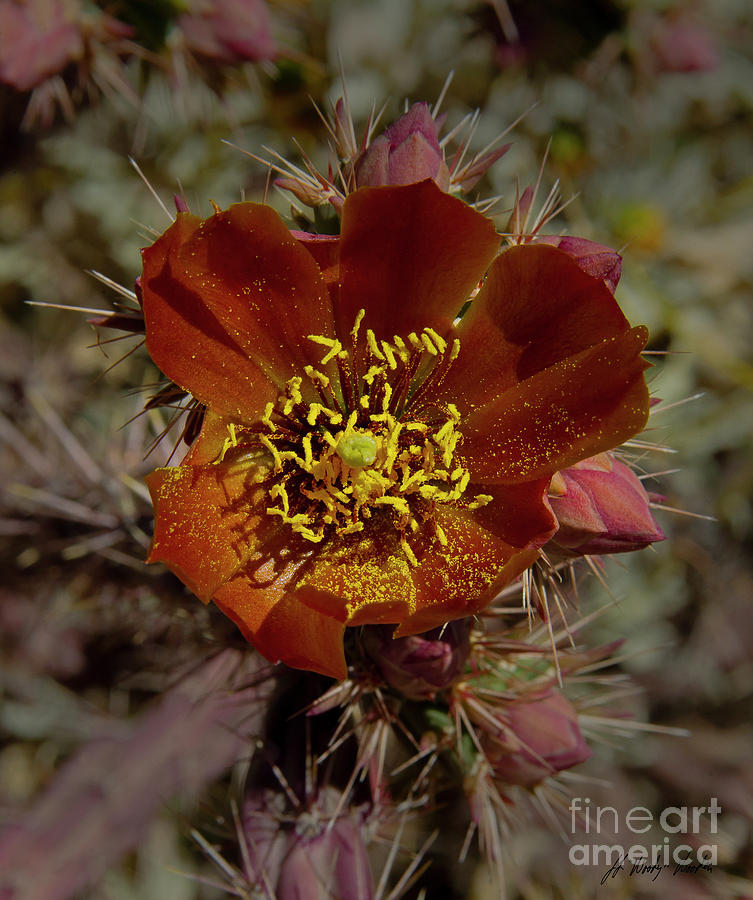  Pencil Cholla Cactus Blossom-Signed-#2291 Photograph by J L Woody Wooden