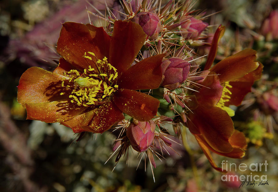  Pencil Cholla Cactus Blossom-Signed-#2302 Photograph by J L Woody Wooden
