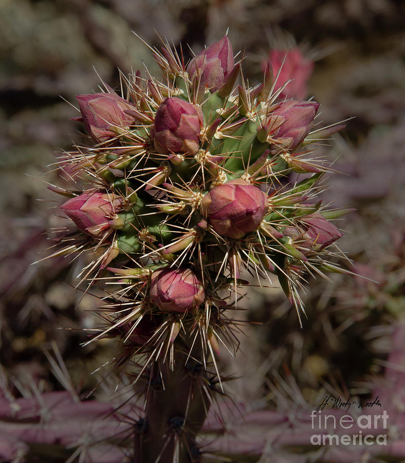  Pencil Cholla Cactus Buds-Signed-#2290 Photograph by J L Woody Wooden