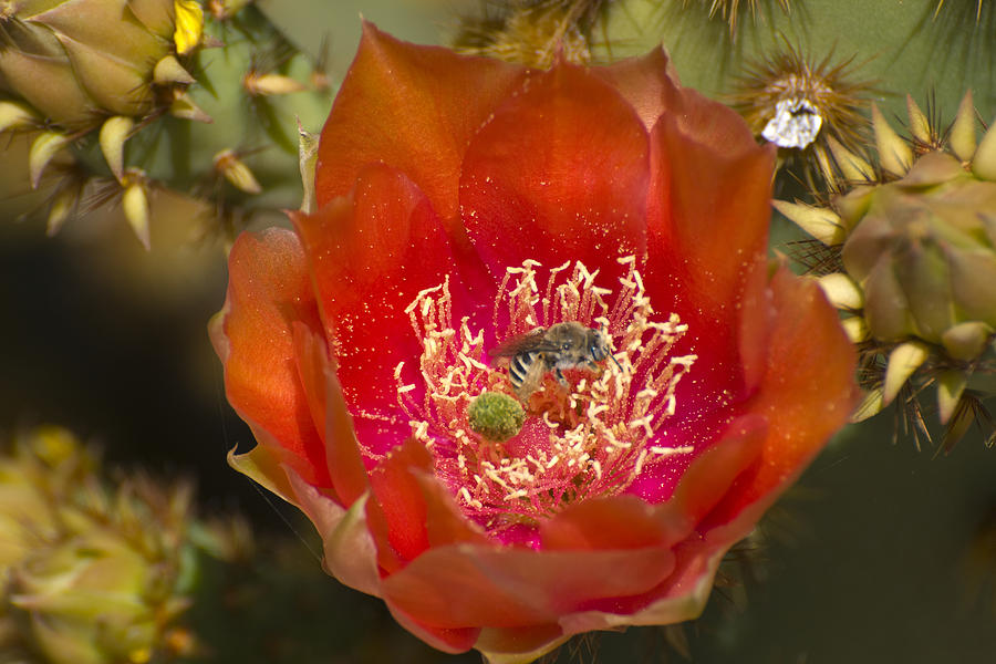 Pencil Cholla Flower with Bee Photograph by Richard Henne