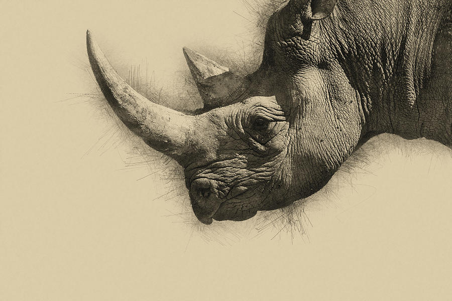 Wildlife Photograph - Pencil drawing sketch illustration of Eastern Black Rhino Dicero by Matthew Gibson