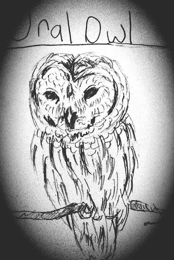 Pencil owl Drawing by Hae Kim