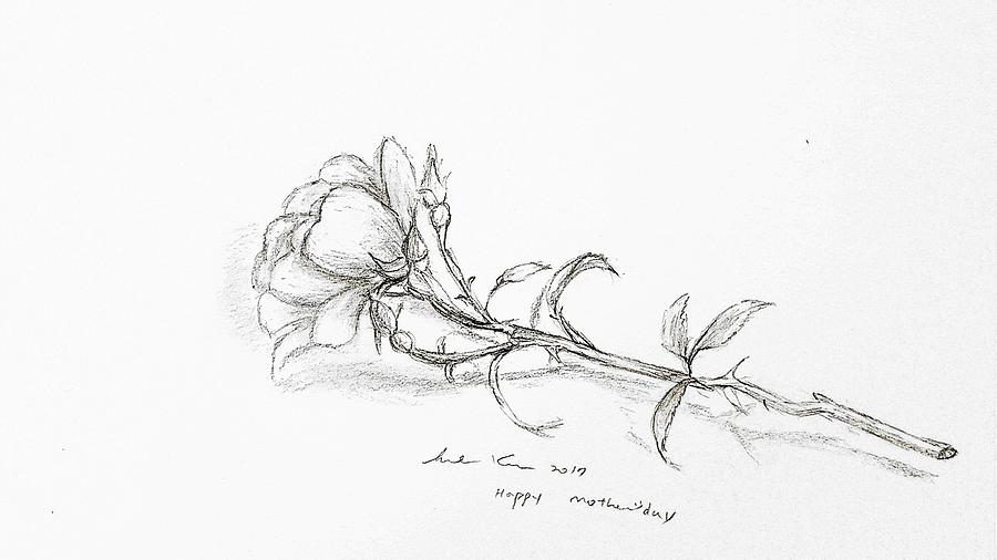 Pencil rose from garden Drawing by Hae Kim