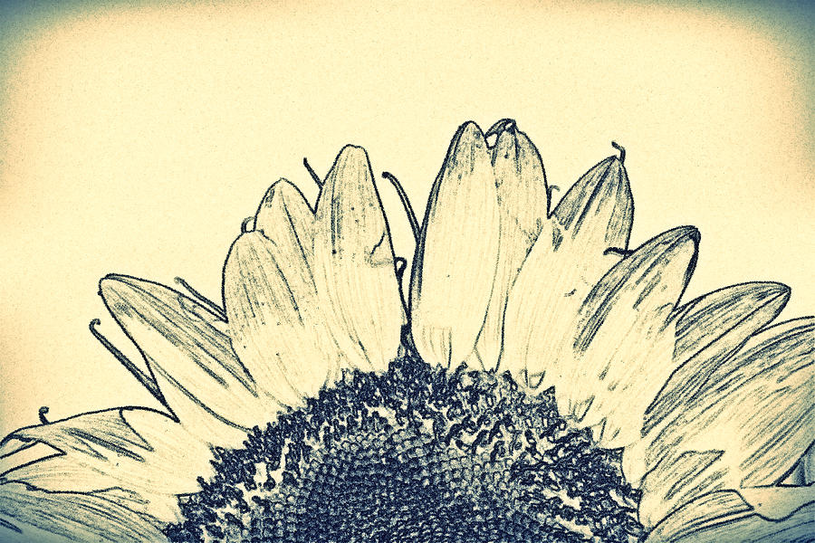 Pencil Sunflower- Fine Art Photograph by KayeCee Spain