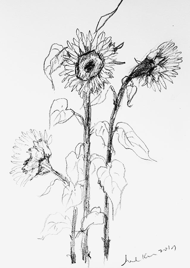Lessons in Pencil: Sunflower - Creating a Masterpiece