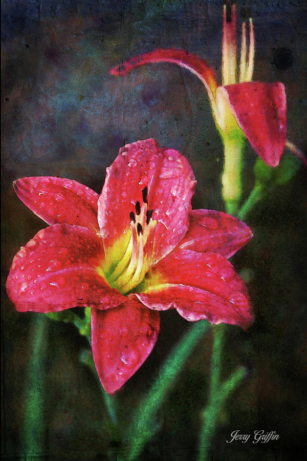After the Rain Lily Photograph by Jerry Griffin