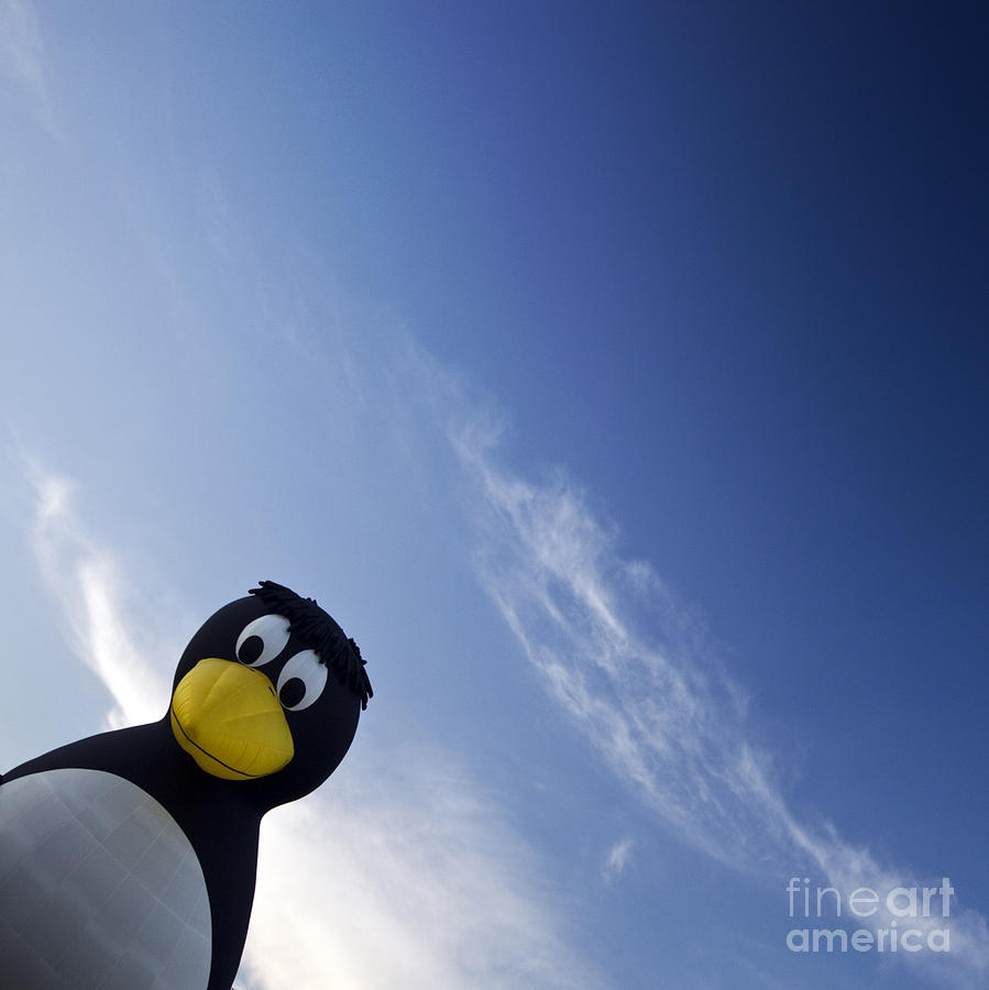 Sunset Photograph - Penguin by Ang El