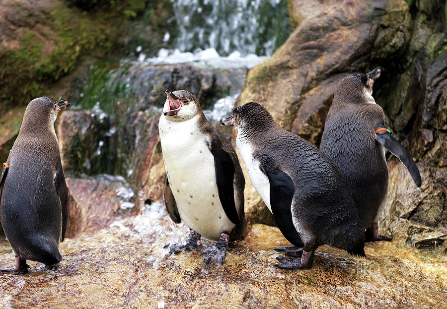 Penguin Argument at Tiergarten Schonbrunn in Vienna Photograph by John Rizzuto