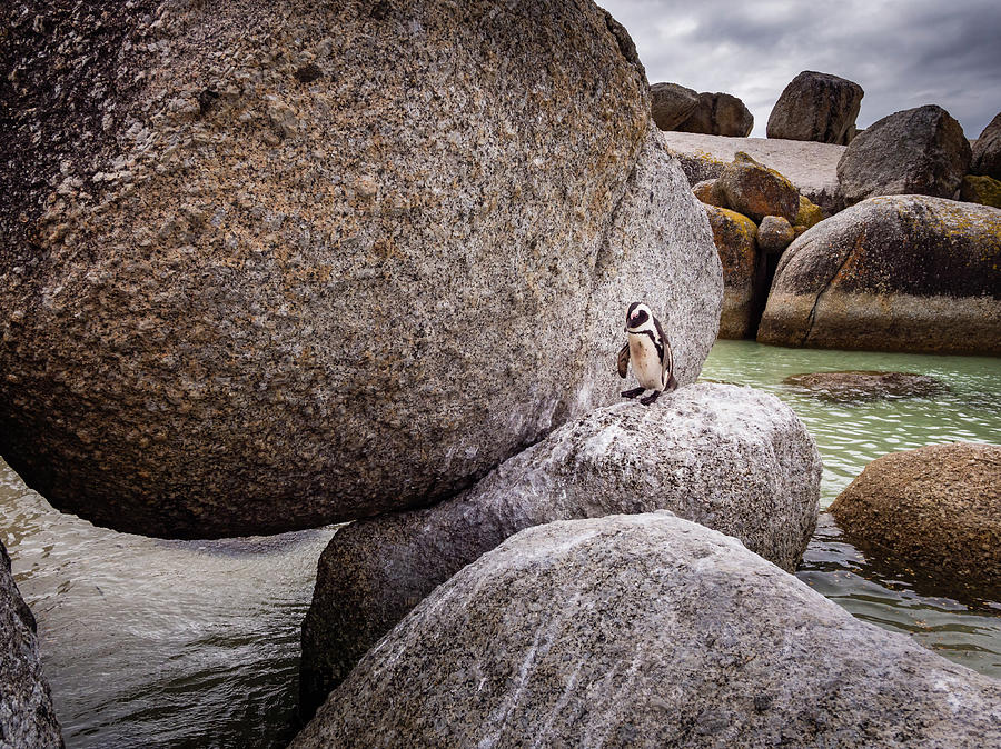 Penguin Photograph - Penguin at Boulders Beach by Mike Walker