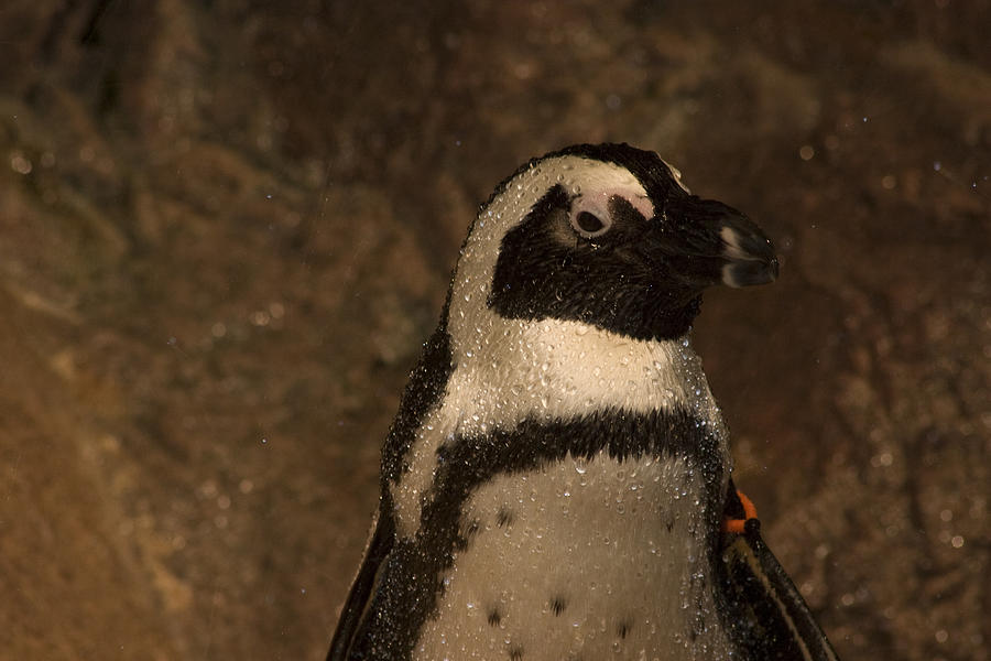 Penguin Photograph by David Bishop