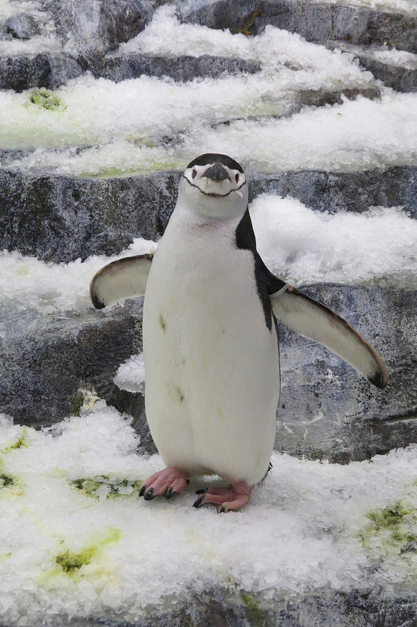 Penguin Photograph by Douglas Martin